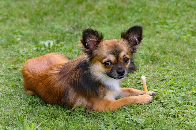 female-persian-dog-names