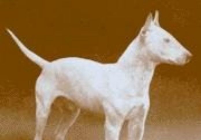 1900's Dog Names of Winners at the National Dog Show