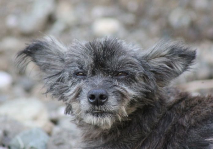 Ugly Female Dog Names