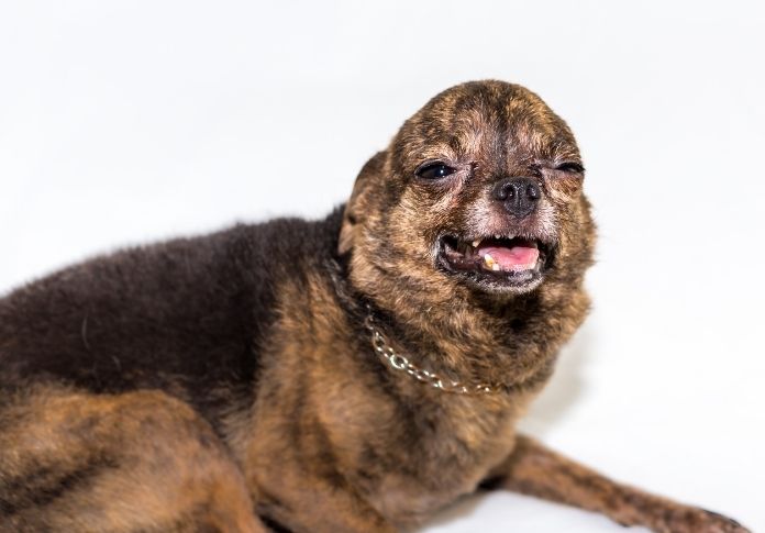 Ugly Male Dog Names