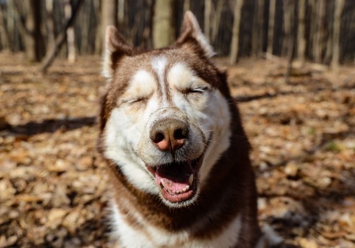 Best Weed Dog Names