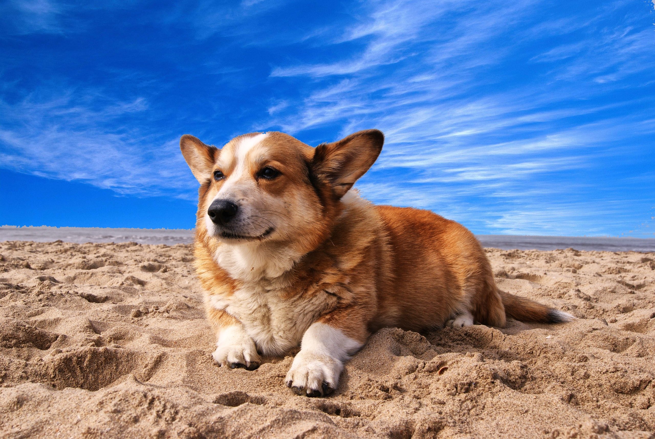 male-colombian-dog-names