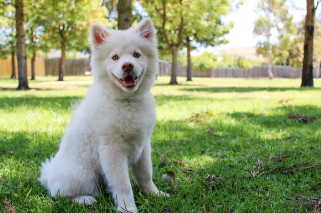 female-colombian-dog-names