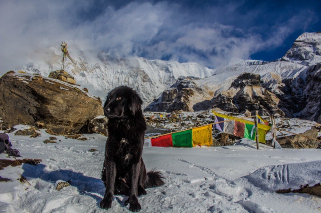 male-ski-mountain-dog-names