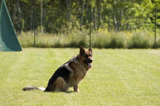 male-canadian-dog-names