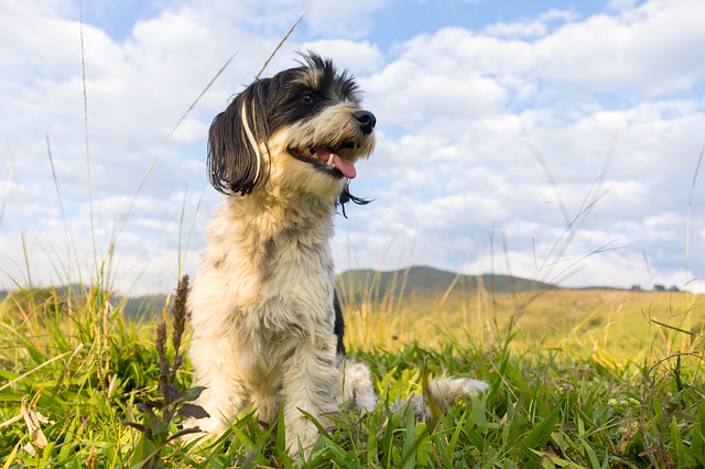 female-canadian-dog-names