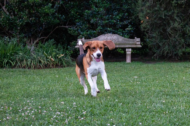 female-swahili-dog-names