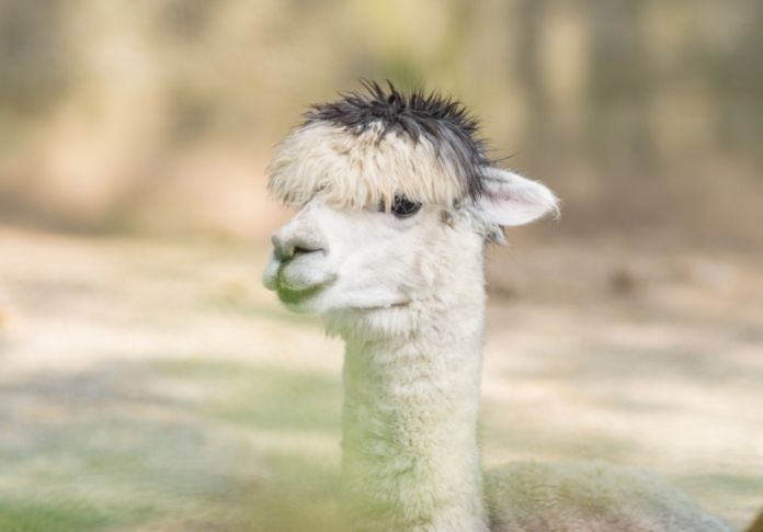 Pun Names For Alpacas
