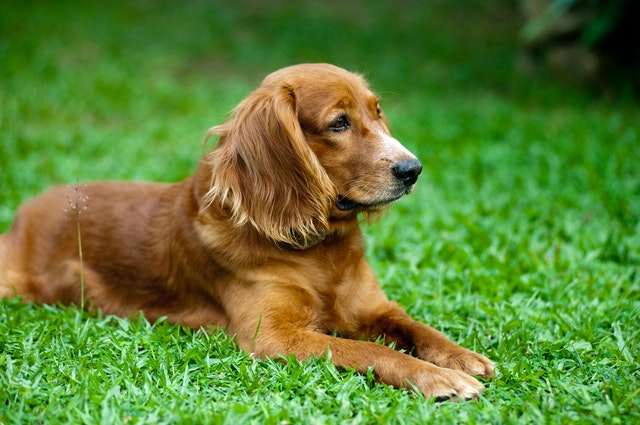 female-whiskey-dog-names