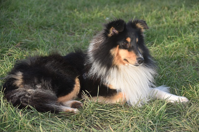 male-tri-color-dog-names