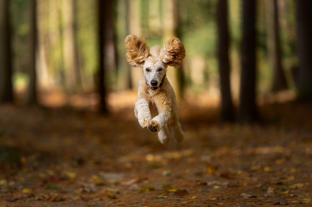 female-racing-dog-names