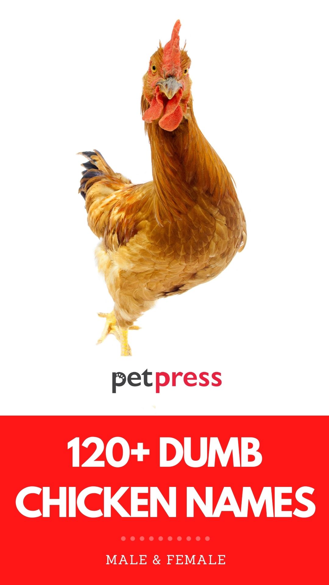dumb chicken names