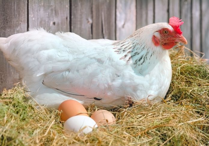 Old Lady Chicken Names and Meanings