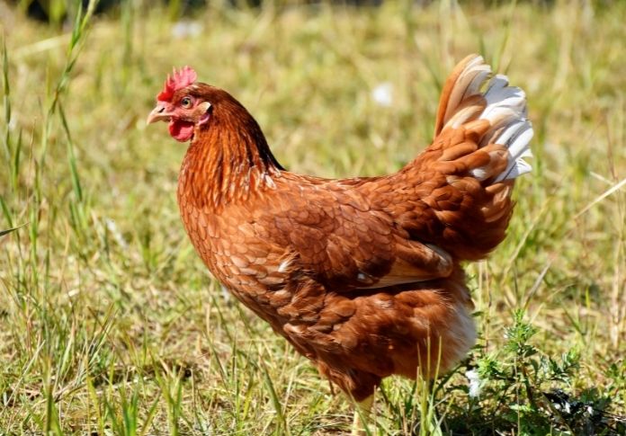 Old Lady Chicken Names For Hens