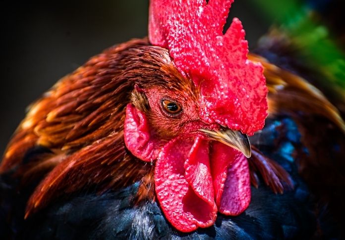 Chicken Names in Latin