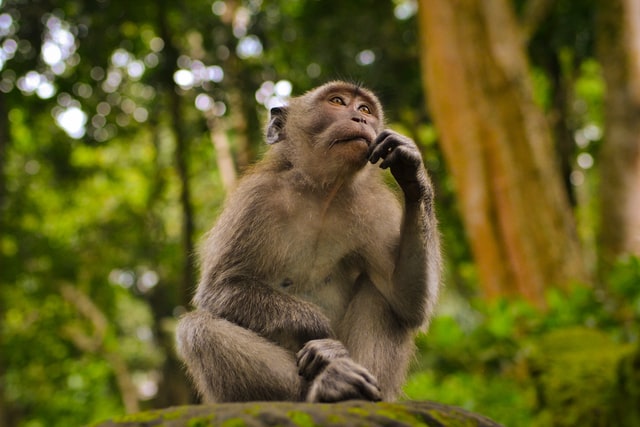 male-planet-of-ape-monkey-names