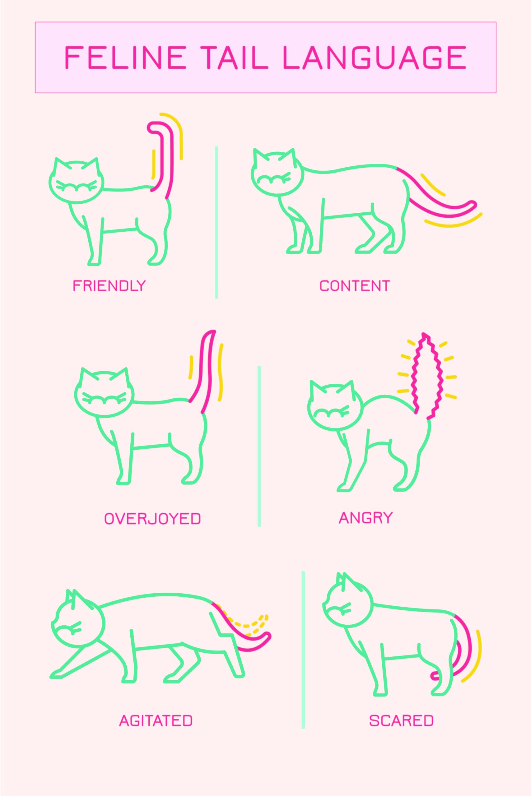 How Cats Use Their Tails
