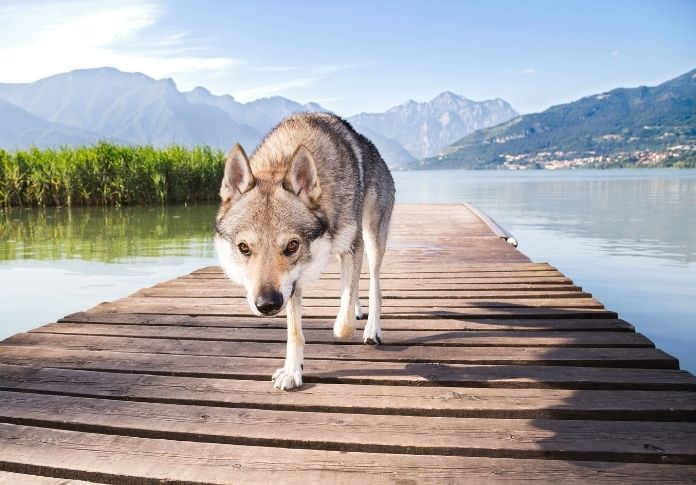 Ocean Wolf Names