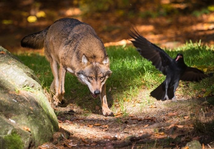 Famous Viking Names for Wolves