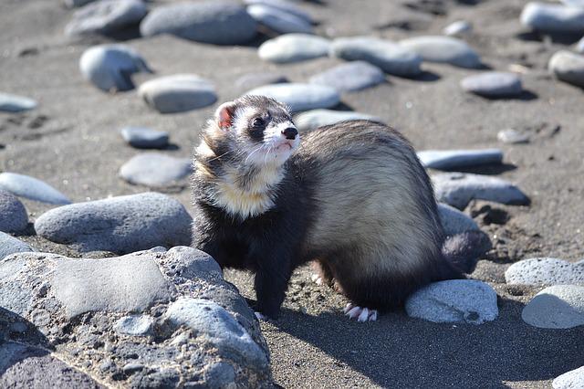 male-japanese-ferret-names