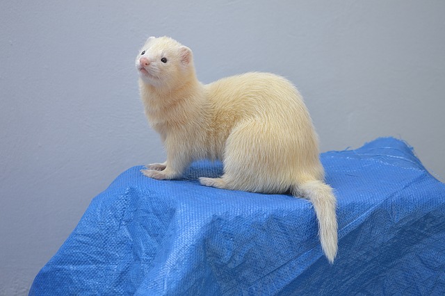 female-japanese-ferret-names