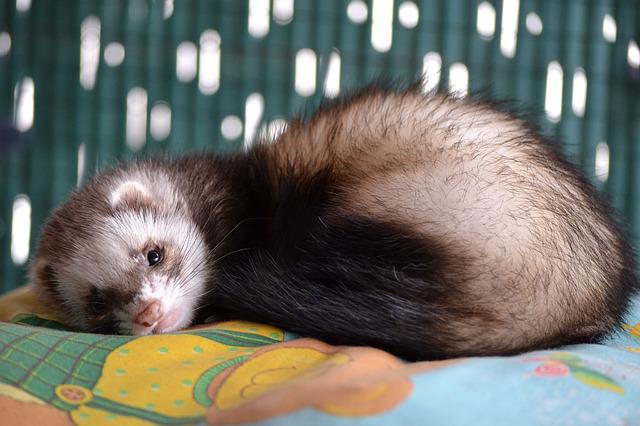 cool-japanese-ferret-names