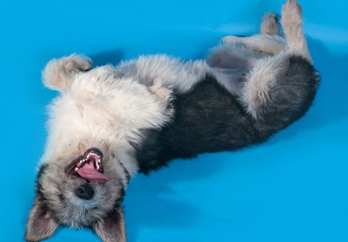 Unique Grey and White Dog Names