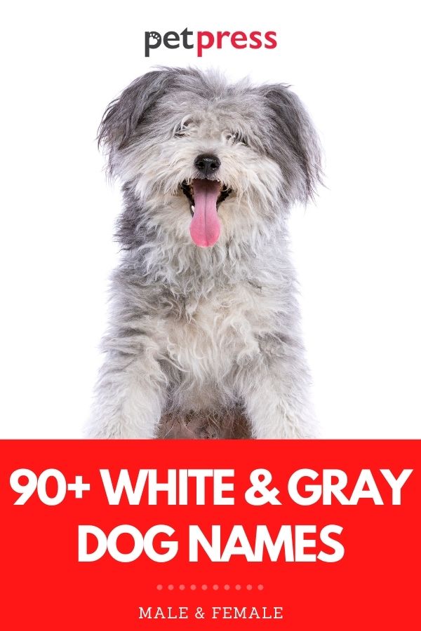 white & gray dog names