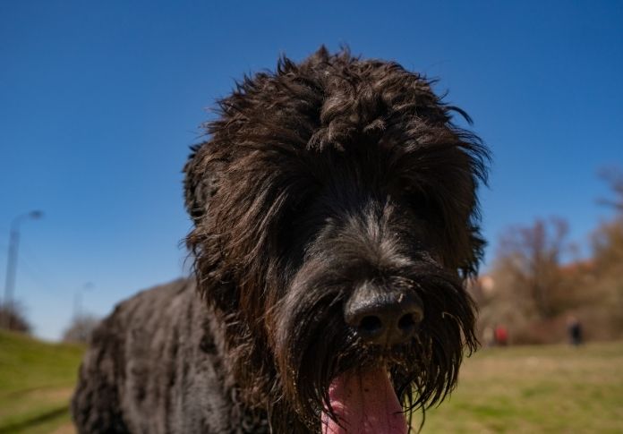Names Meaning Dog From Other languages