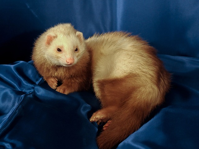 female-funny-ferret-names