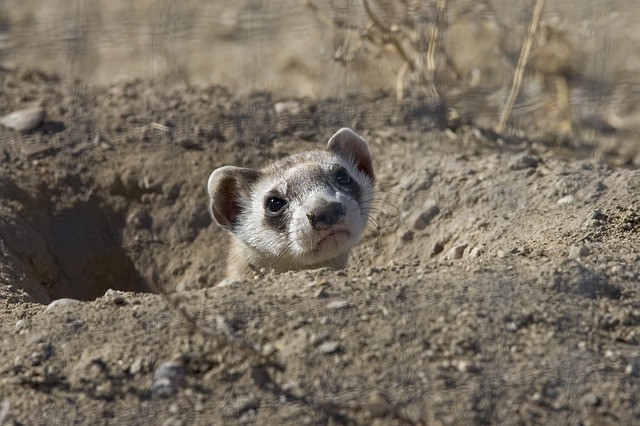 cute-funny-ferret-names