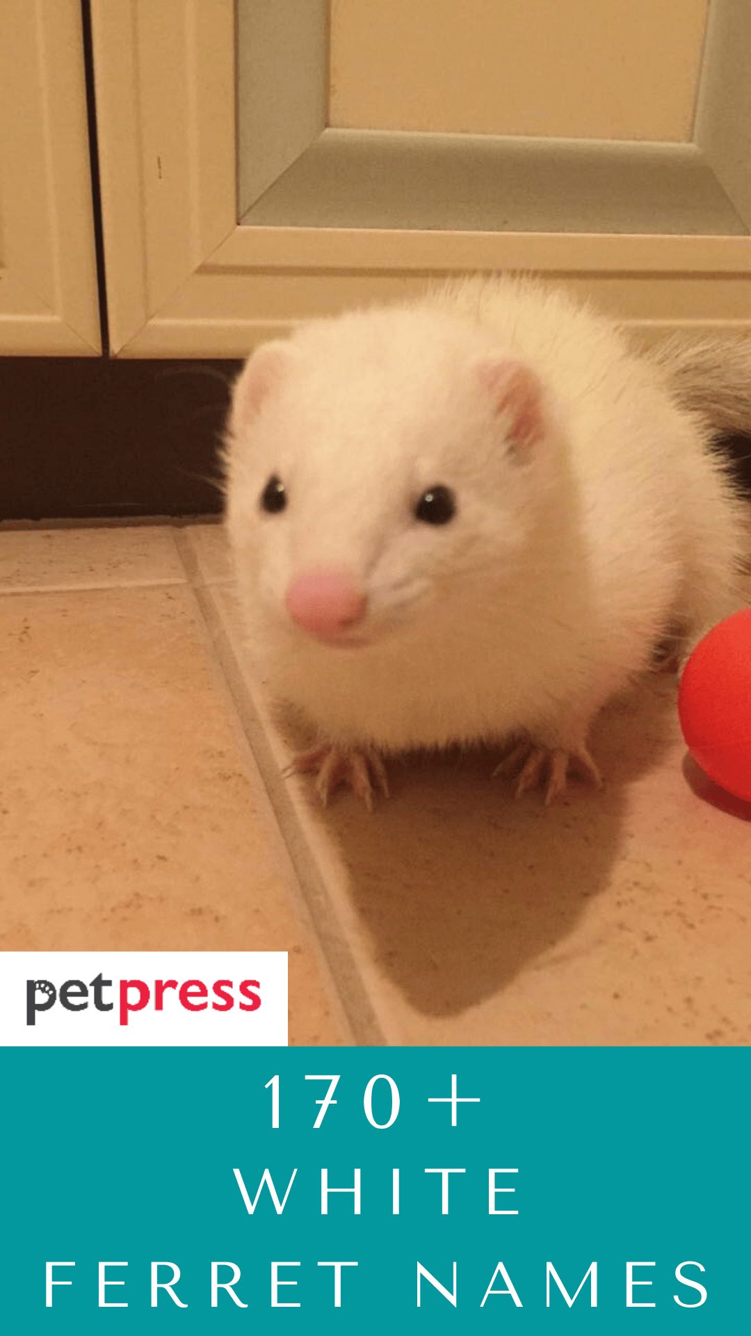 white-ferret-names