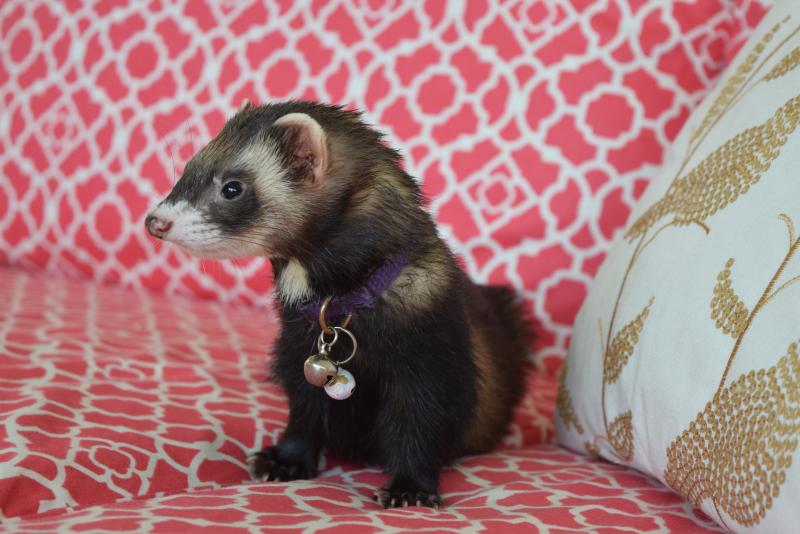 female-geeky-ferret-names