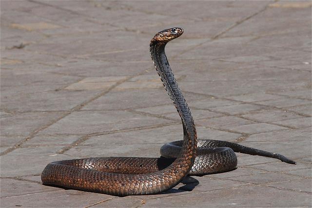 male-badass-snake-names
