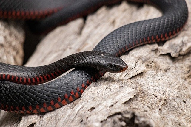 unique-badass-snake-names