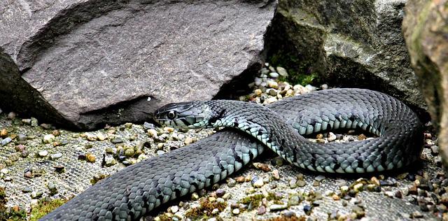 famous-snake-names-from-movies