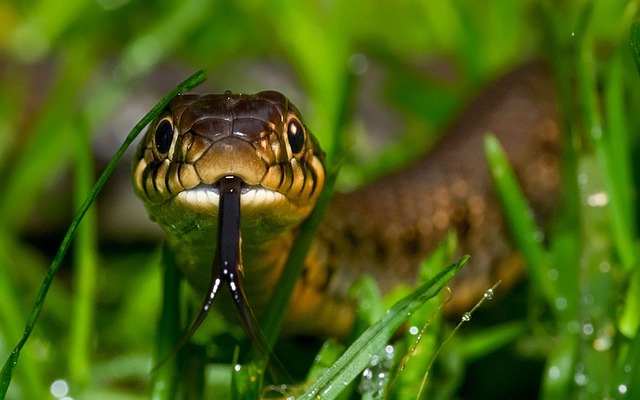 male-famous-snake-names