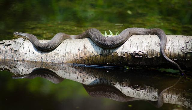 female-famous-snake-names