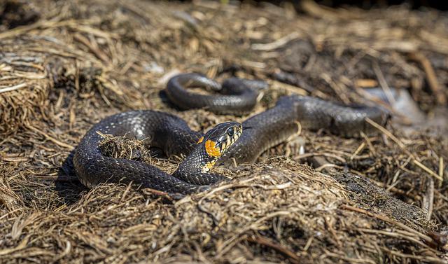 male-evil-snake-names