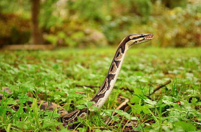best-ball-python-names