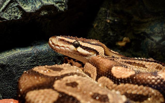 male-ball-python-names