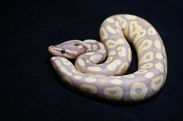 unique-ball-python-names