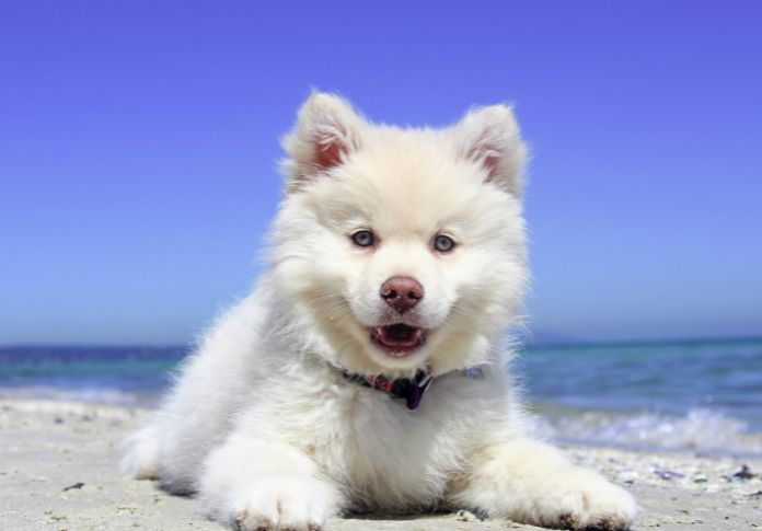 Finnish Lapphund