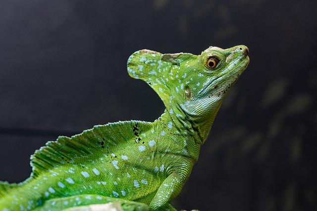 female-funny-lizard-names