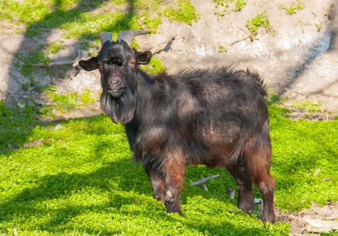 Badass Black Goat Names