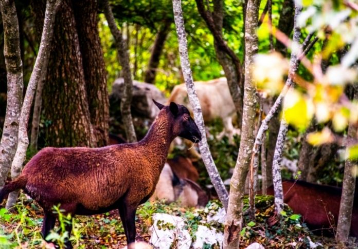 Black Goat Names that Mean Black in Other Languages