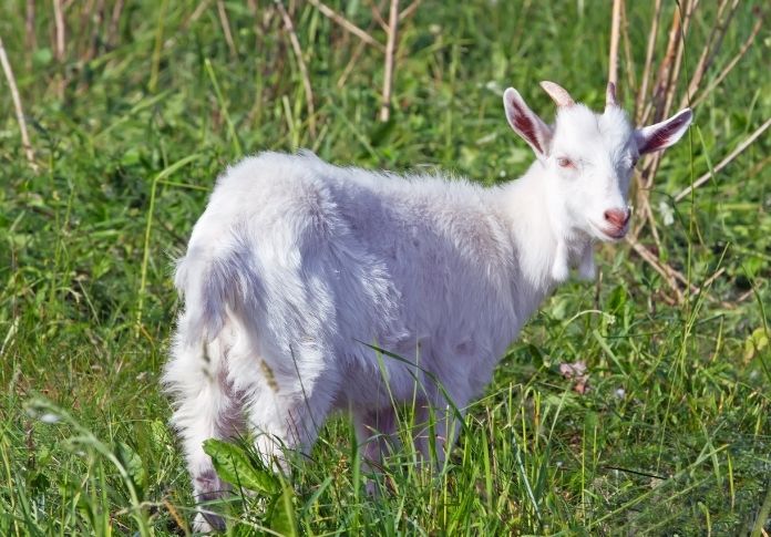Female White Goat Names