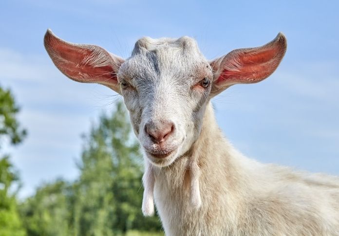 Male White Goat Names