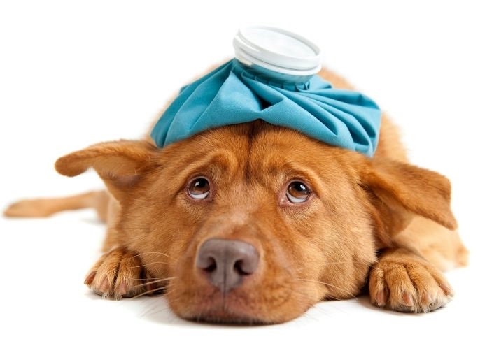 Has a medical condition