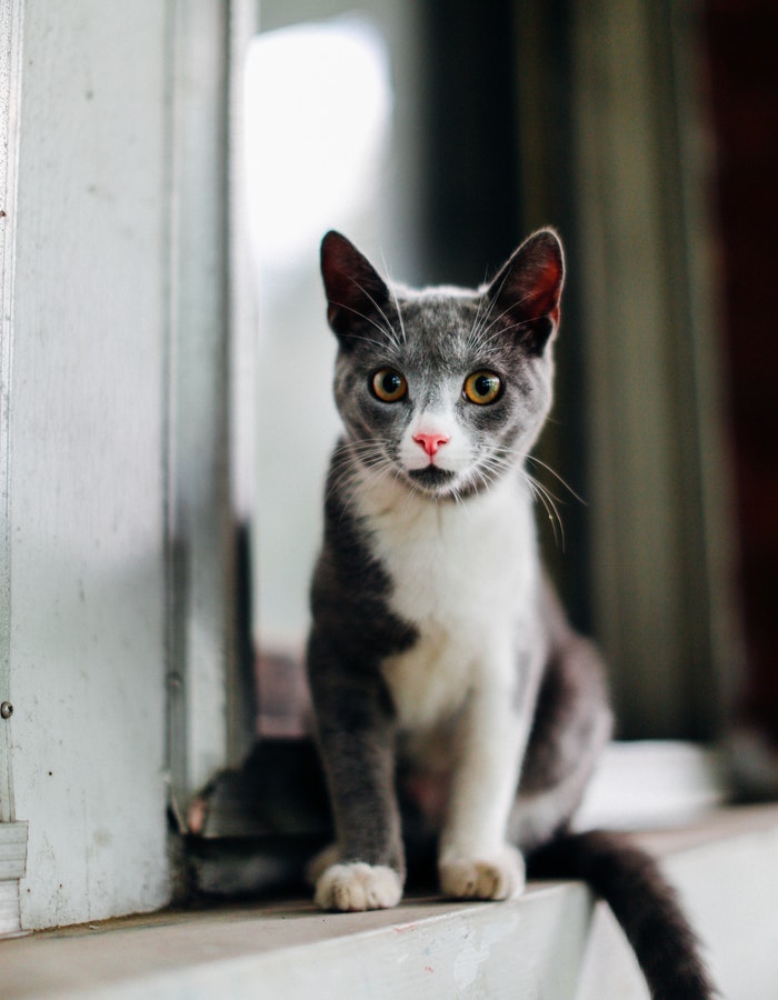 130+ Cat Names Start With Letter "J" That Will Inspire You For Your Kittens